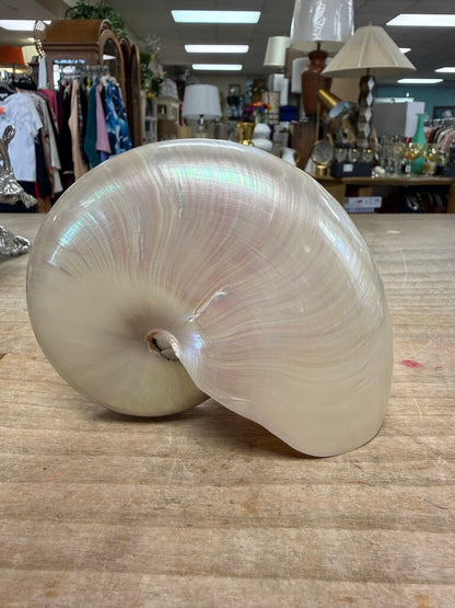 PEARLIZED NAUTILUS SHELL