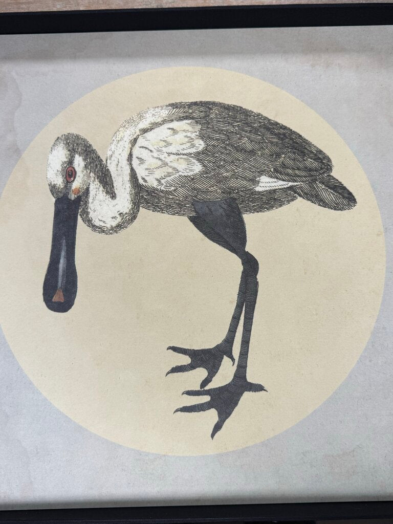 NATURAL CURIOSITIES IMAGES FOR THE INQUISITIVE VOLUME 10 BOOK