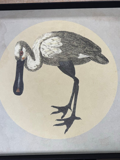 NATURAL CURIOSITIES IMAGES FOR THE INQUISITIVE VOLUME 10 BOOK