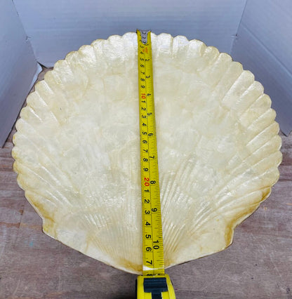 ZODAX SHELL TRAY